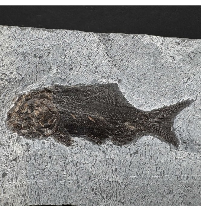 Upper Triassic Fossil Fish from Austria (SKU V7134):- Paralepidotus ornatus