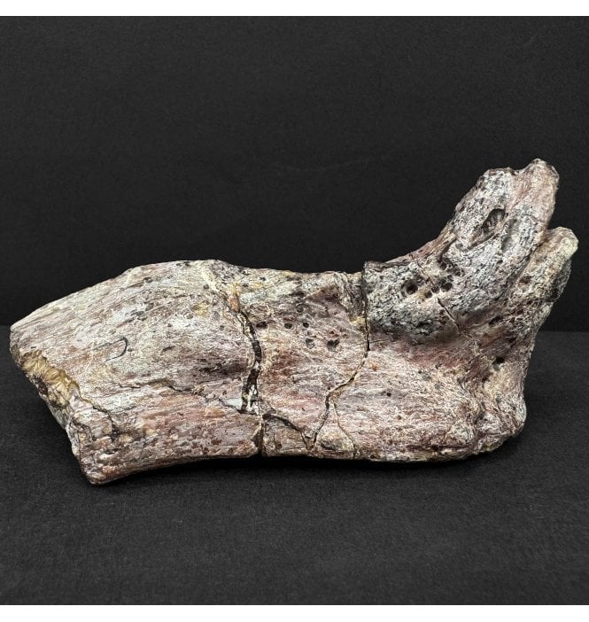 Upper Triassic Phytosaur Skull Section from Arizona, USA (SKU V9165)