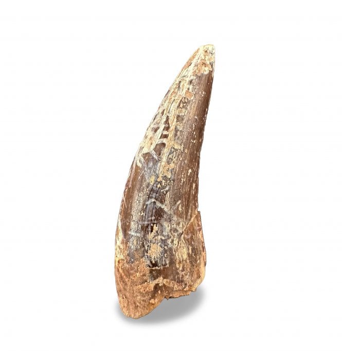 Upper Triassic Phytosaur Tooth from Arizona, USA:- Machaeroprosopus (Smilosuchus) gregorii (SKU V8767)