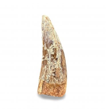 Upper Triassic Phytosaur Tooth from Arizona, USA:- Machaeroprosopus (Smilosuchus) gregorii (SKU V8769)