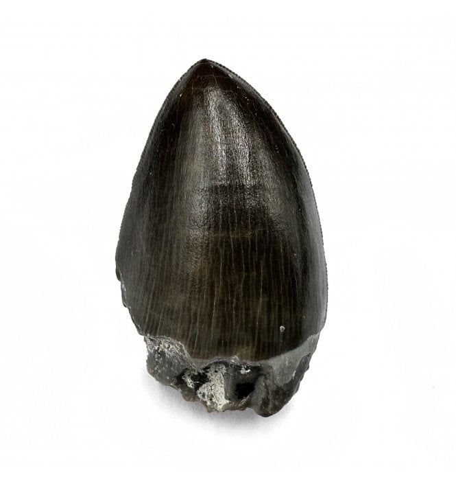 Upper Triassic Phytosaur Tooth from Arizona, USA (SKU V6332):- Rutiodon cf. carolinesis
