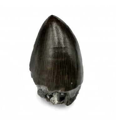 Upper Triassic Phytosaur Tooth from Arizona, USA (SKU V6332):- Rutiodon cf. carolinesis