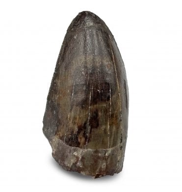 Upper Triassic Phytosaur Tooth from Arizona, USA (SKU V6983):- Rutiodon cf. carolinesis