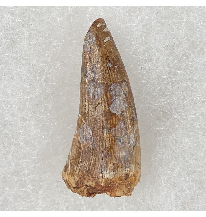 Upper Triassic Phytosaur Tooth from Chinle Formation, Arizona, USA (SKU V3054):- Machaeroprospus (Smilosuchus) gregorii