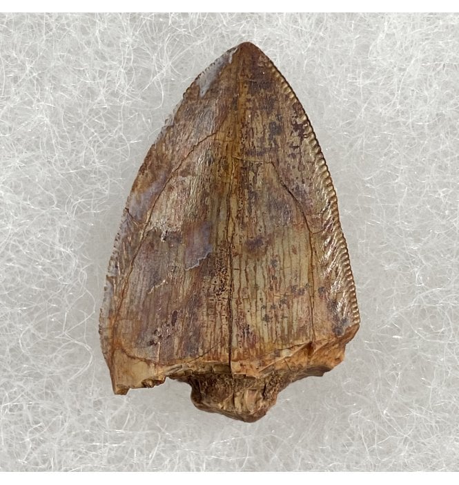 Upper Triassic Phytosaur Tooth from Chinle Formation, Arizona, USA (SKU V3059):- Rutiodon cf. carolinesis