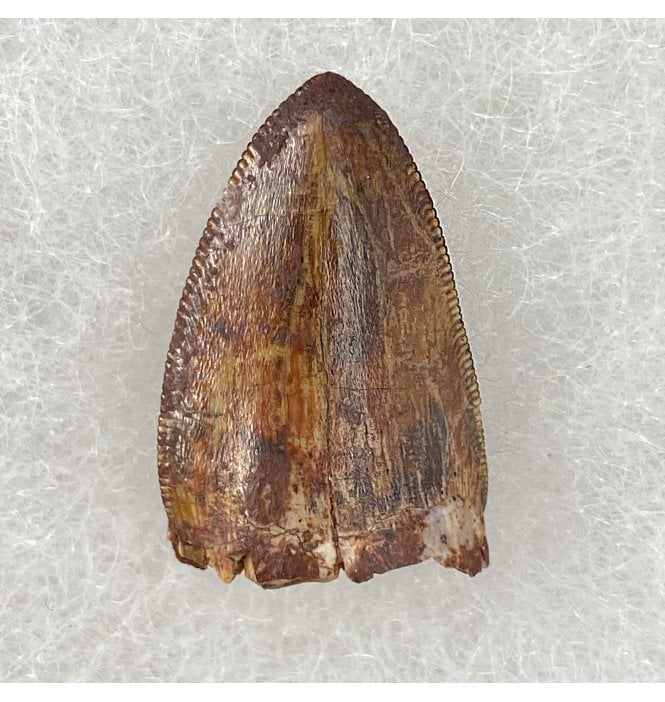 Upper Triassic Phytosaur Tooth from Chinle Formation, Arizona, USA (SKU V3060):- Rutiodon cf. carolinesis