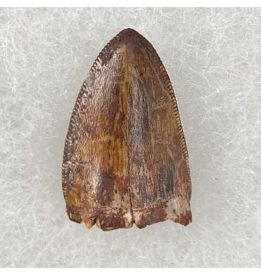 Upper Triassic Phytosaur Tooth from Chinle Formation, Arizona, USA (SKU V3060):- Rutiodon cf. carolinesis