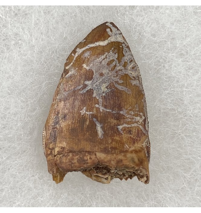 Upper Triassic Phytosaur Tooth from Chinle Formation, Arizona, USA (SKU V3063):- Rutiodon cf. carolinesis