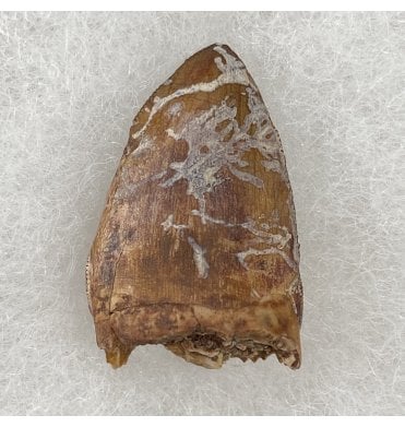 Upper Triassic Phytosaur Tooth from Chinle Formation, Arizona, USA (SKU V3063):- Rutiodon cf. carolinesis