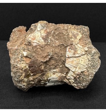 Upper Triassic Phytosaur Vertebra from Arizona, USA (SKU V9166)