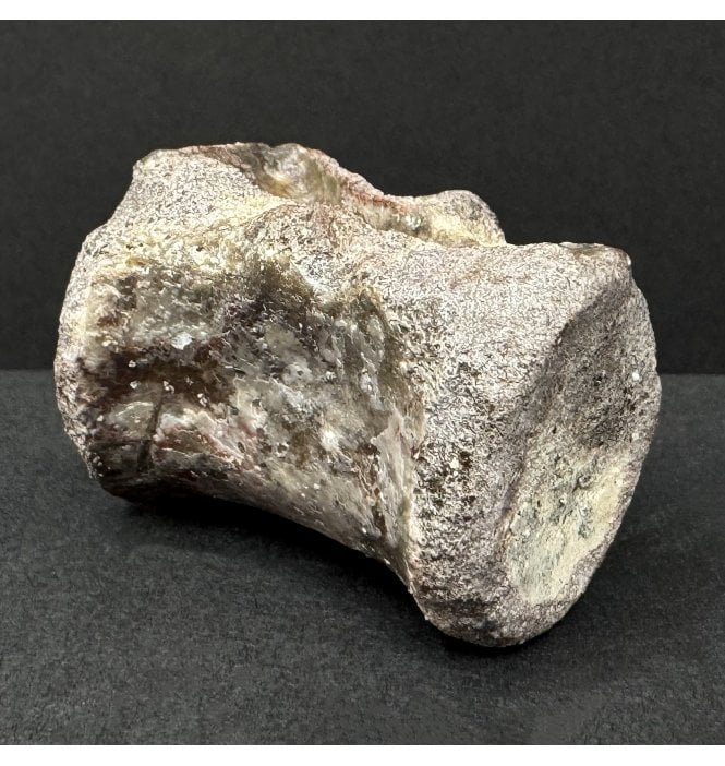 Upper Triassic Phytosaur Vertebra from Arizona, USA (SKU V9167)