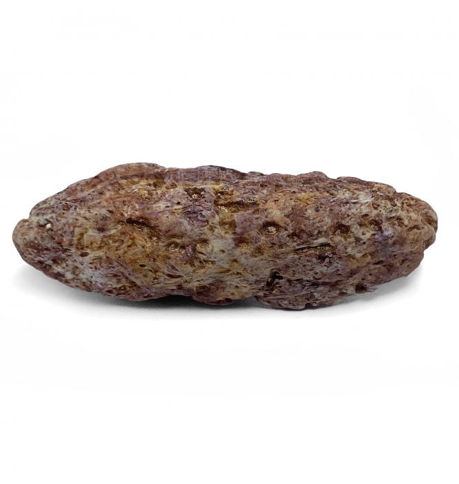 Upper Triassic Phytosaurus Scute from Arizona (SKU V4966):- Phytosaurus sp.