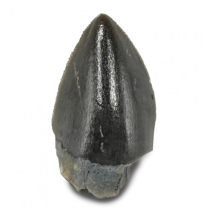 Upper Triassic Phytosaurus Tooth from Arizona, USA (SKU V9184):- Rutiodon cf. carolinesis