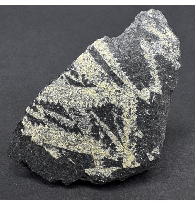 Welsh Ordovician Graptolite Cluster from Abereiddy Bay, Wales (SKU OF3881):- Didymograptus murchisoni
