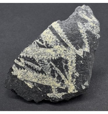 Welsh Ordovician Graptolite Cluster from Abereiddy Bay, Wales (SKU OF3881):- Didymograptus murchisoni