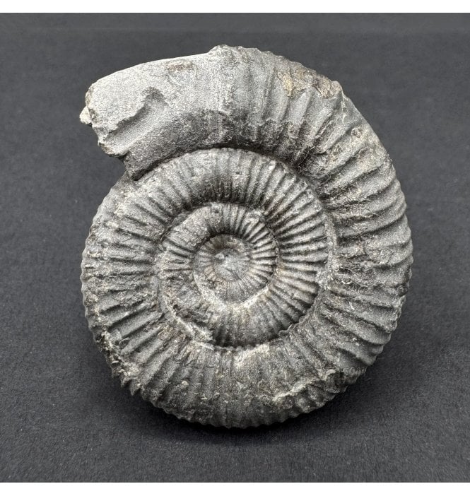 Whitby Snakestone Upper Lias, Lower Jurassic Ammonite from North Yorkshire, England (SKU A4668):- Dactylioceras commune