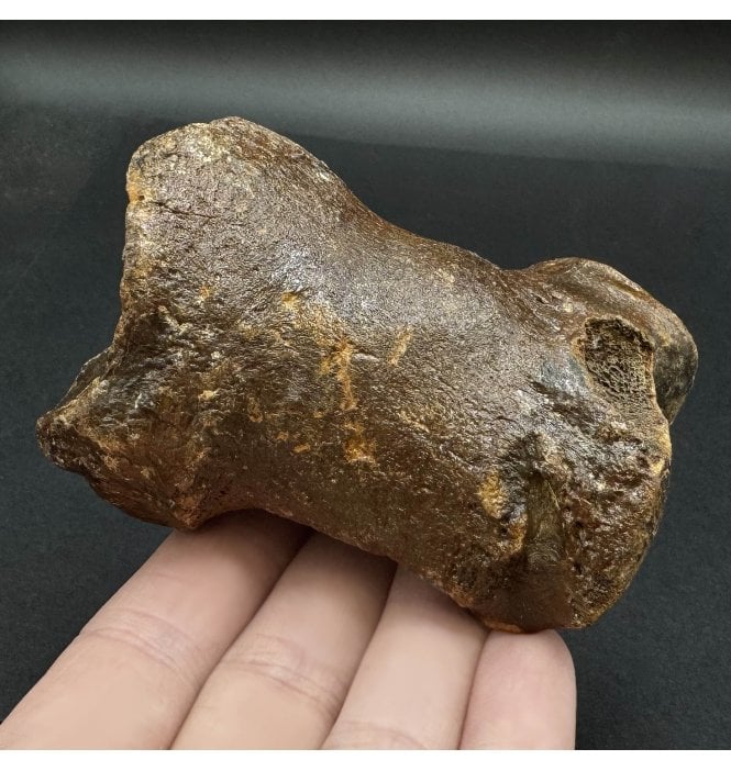 Woolly Rhino Phalange Foot Bone from the North Sea (SKU V6172):- Coelodonta antiquitatis