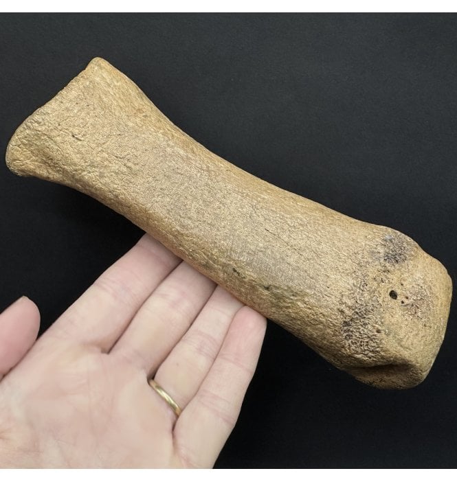Woolly Rhino Toe Bone (Phalanges) from the North Sea (SKU V8378):- Coelodonta antiquitatis