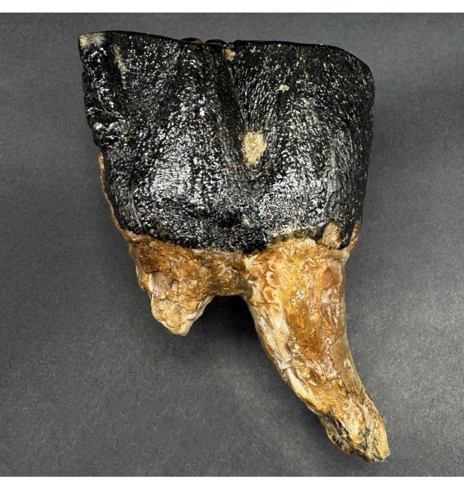 Woolly Rhino Tooth from the North Sea (SKU V8488):- Coelodonta antiquitatus