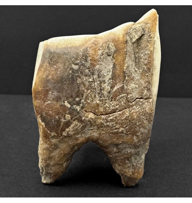 Woolly Rhino Tooth from the Pleistocene of China (SKU V8744):- Coelodonta antiquitatus