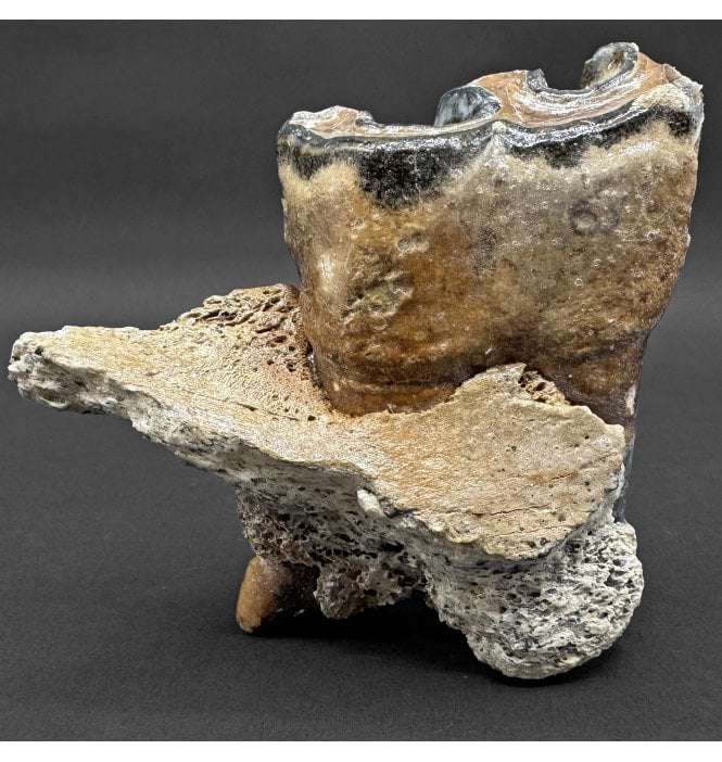 Woolly Rhino Tooth in Jaw from the North Sea (SKU V7999):- Coelodonta antiquitatus