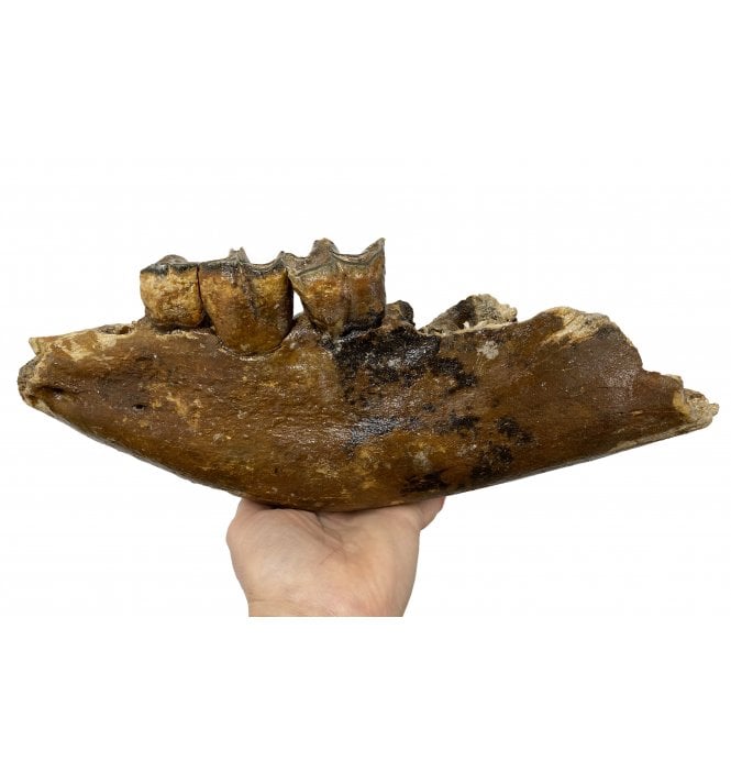 Woolly Rhinoceros Partial Jaw from the North Sea (SKU V4539):- Coelodonta antiquitatus