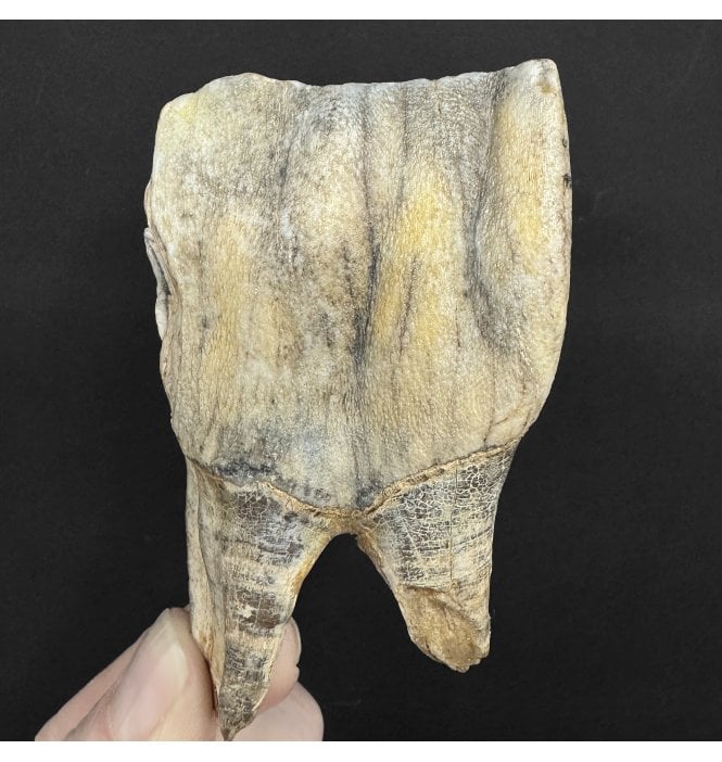 Woolly Rhinoceros Tooth from Oxfordshire, England (SKU V8937):- Coelodonta antiquitatus
